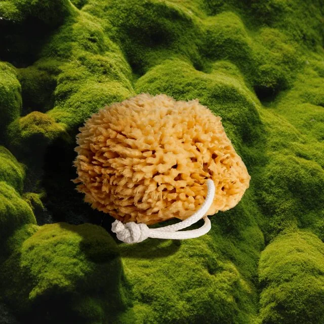 Firsthand Sea Sponge